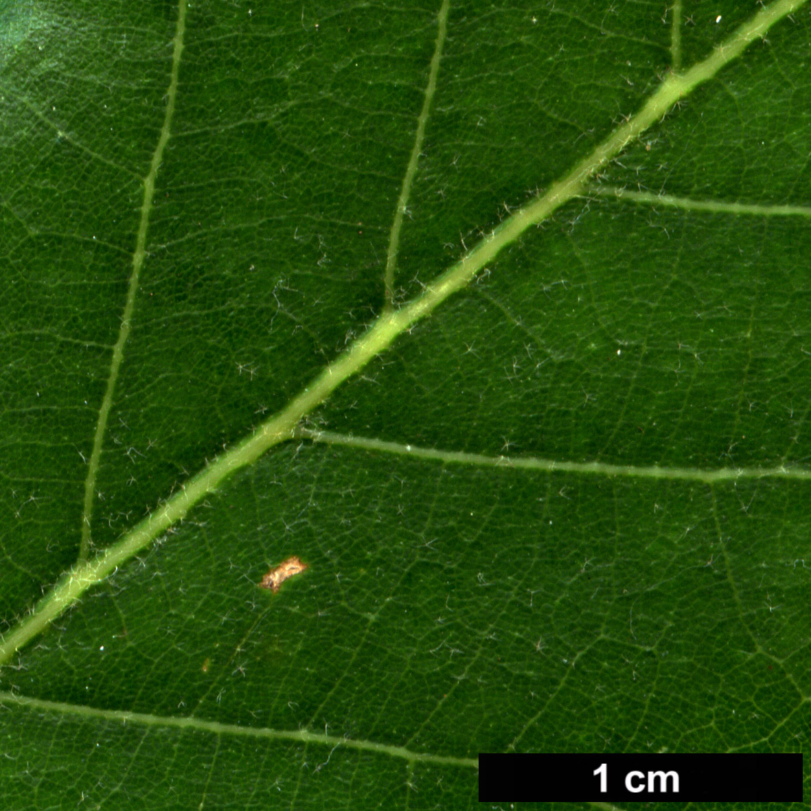 High resolution image: Family: Fagaceae - Genus: Quercus - Taxon: ×streimii - SpeciesSub: 'Kortrijk' (Q.petraea × Q.pubescens)